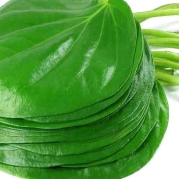 

daun sirih fresh obat herbal 250gram