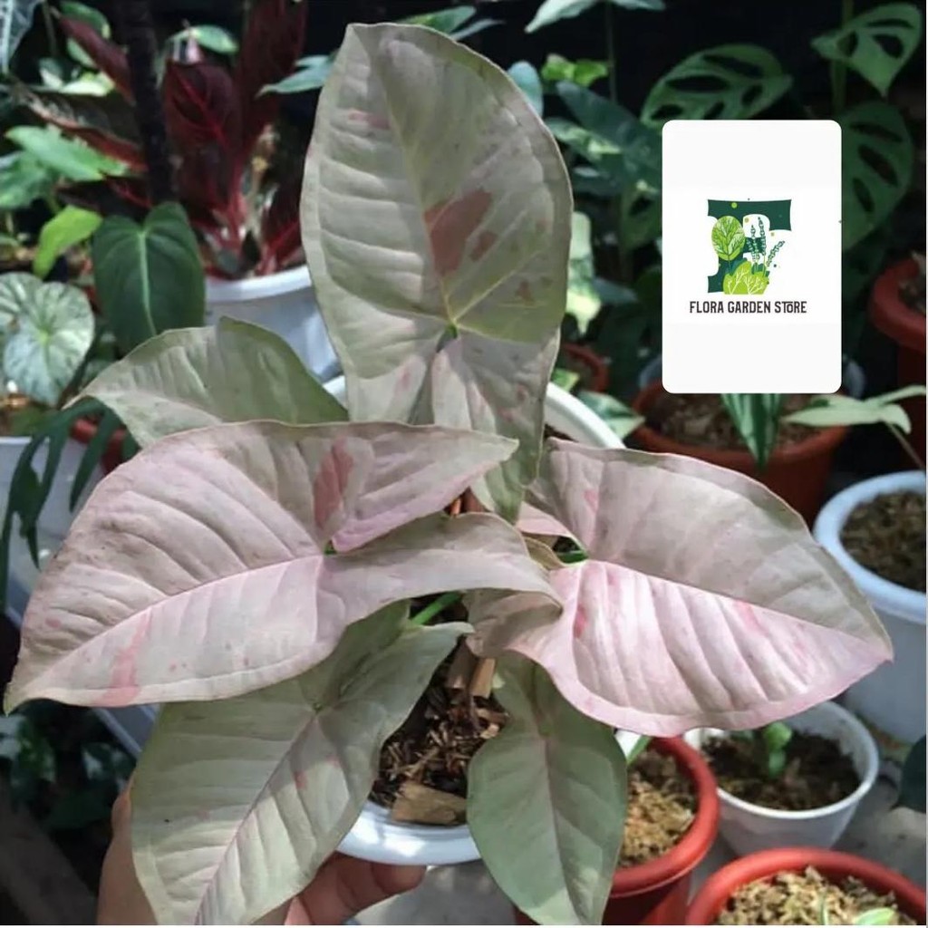 tanaman hias syngonium pink spot - syngonium pink spot