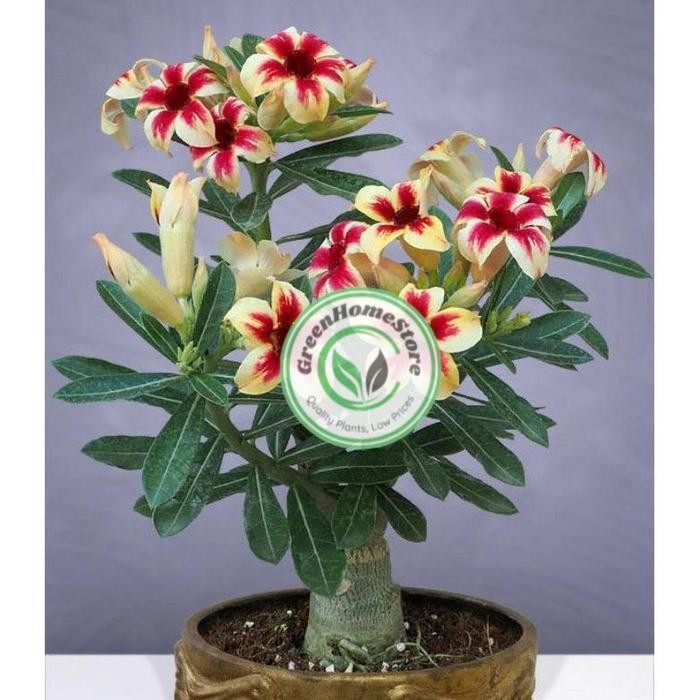 original adenium bunga tumpuk-obesum-kamboja jepang-kemboja-bibit - ADENIUM E