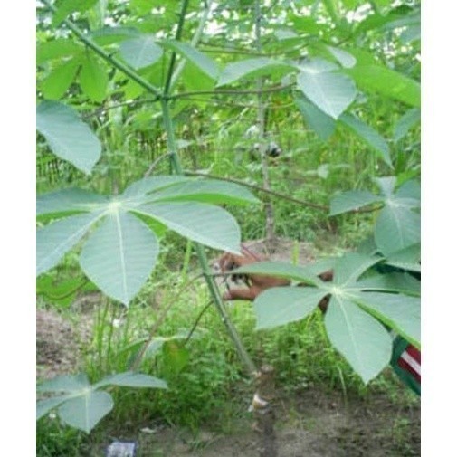 

New Promo 1kg Umbi singkong karet COD COD Endang_herbalCo