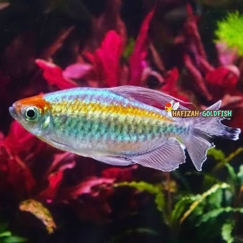 Congo Tetra interuptus sz M