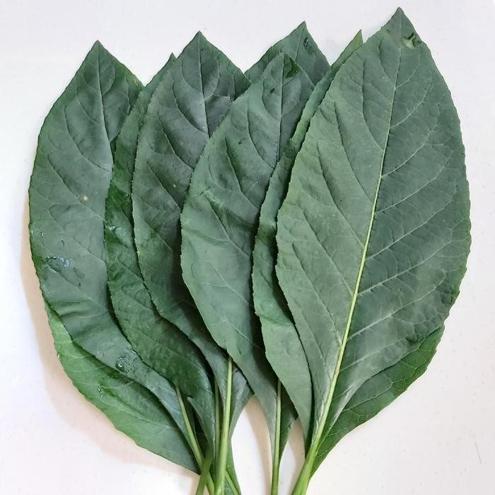 

Daun Afrika Segar 100gr