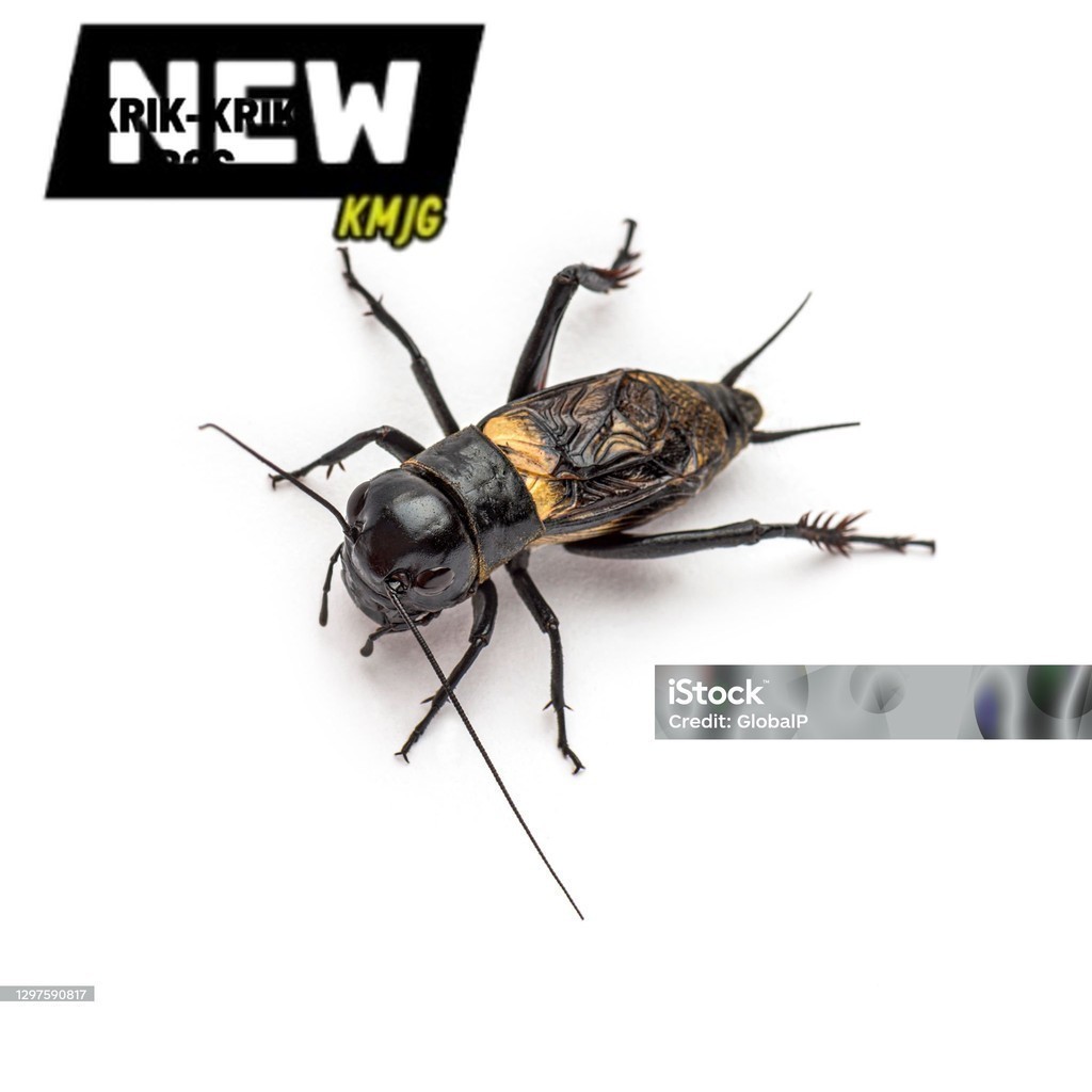 SIAP ADU PENGUSIR TIKUS SAPSAPINDIT. ID TERLARIS jangkrik super murah - jangkrik aduan - jangkrik ja