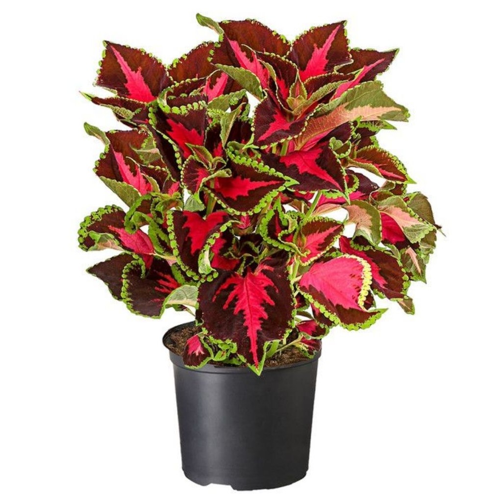 PROMO TANAMAN HIAS MIANA TRI COLOUR - MIANA 3 WARNA - DAUN RIMBUN BERAKAR