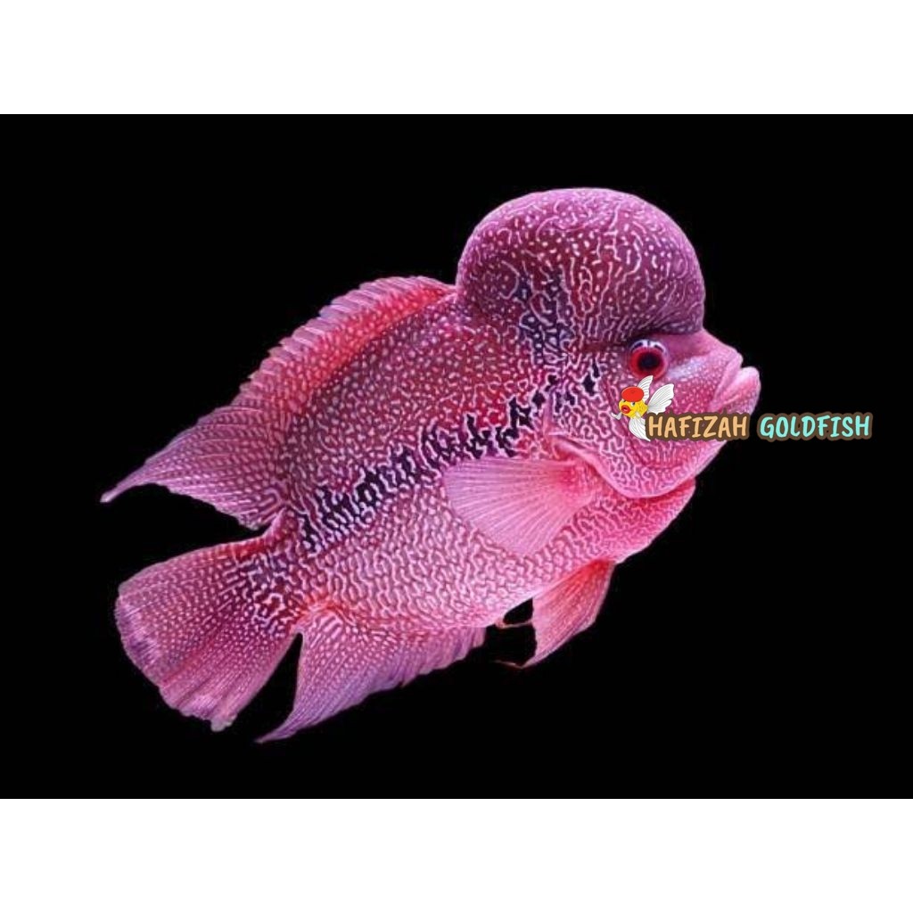 

Stiker louhan cencu ukuran 3-4cm sortiran bagus