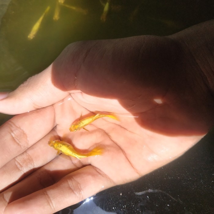 Promo (BestSeller) Guppy Super gold Full gold emas jantan betina Hamil sepasang Grade A