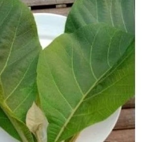 

Daun jati sgar daun jati herbal