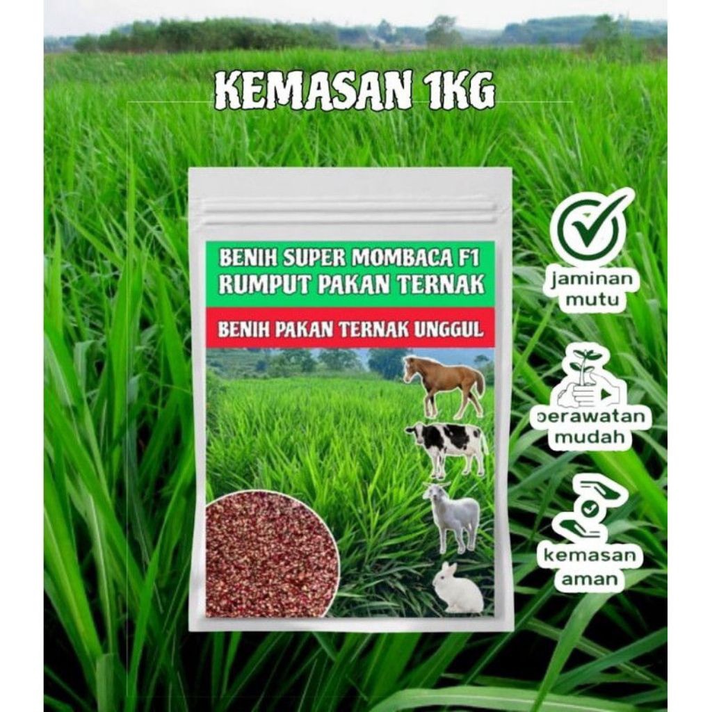 Promo benih rumput super mombaca f1 - benih rumput pakan ternak