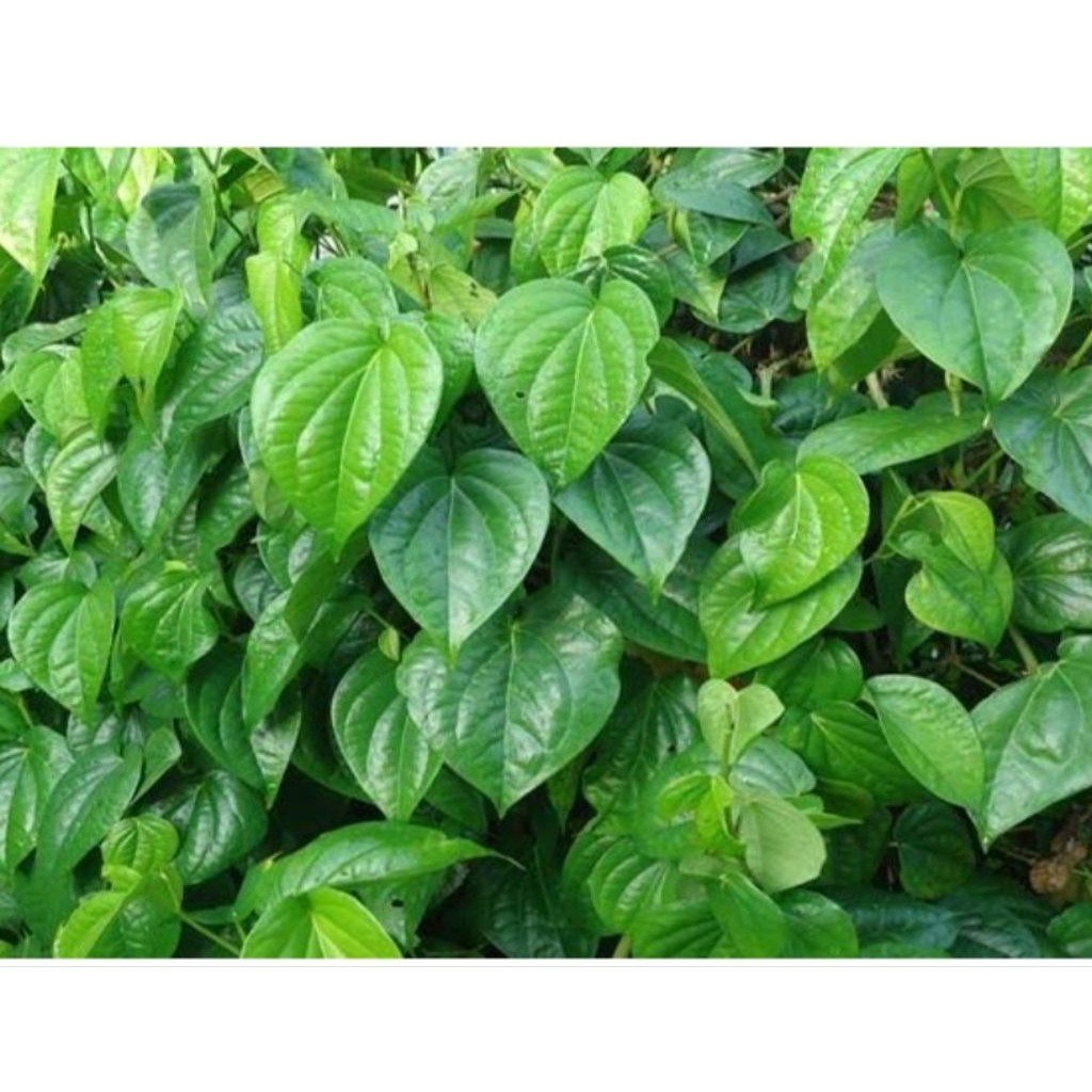 

PAKET HEMAT DAUN SIRIH HIJAU SEGAR 10 LEMBAR