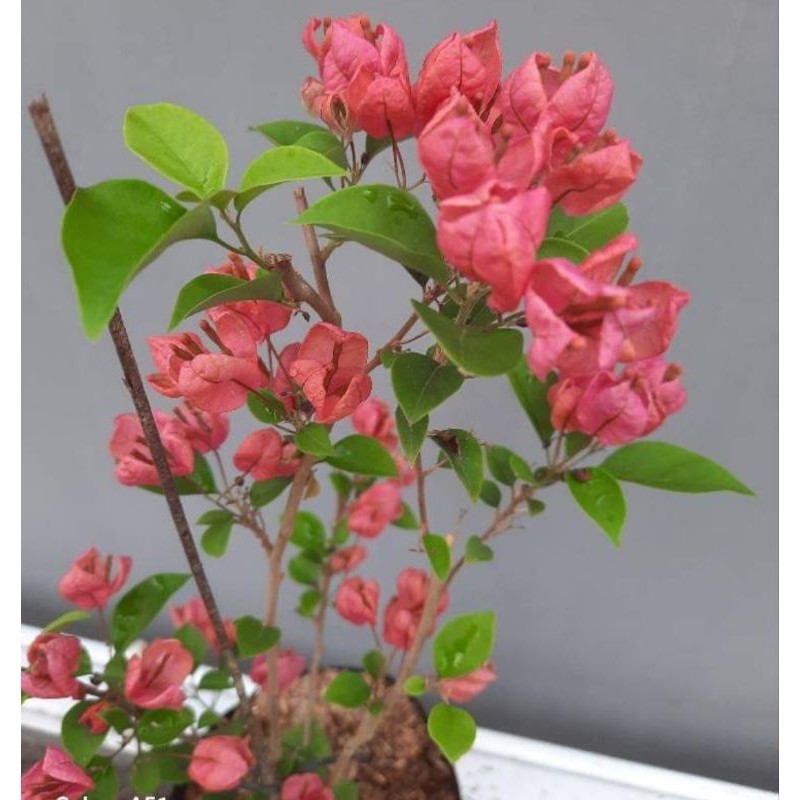 Bugenvil anggur pikss