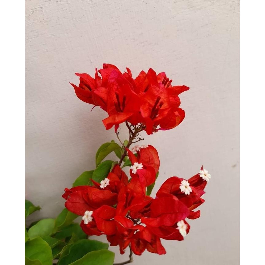 BIBIT TANAMAN HIAS BUGENVIL BUNGA KERTAS BOUGENVILLE ANGGUR MERAH CABE