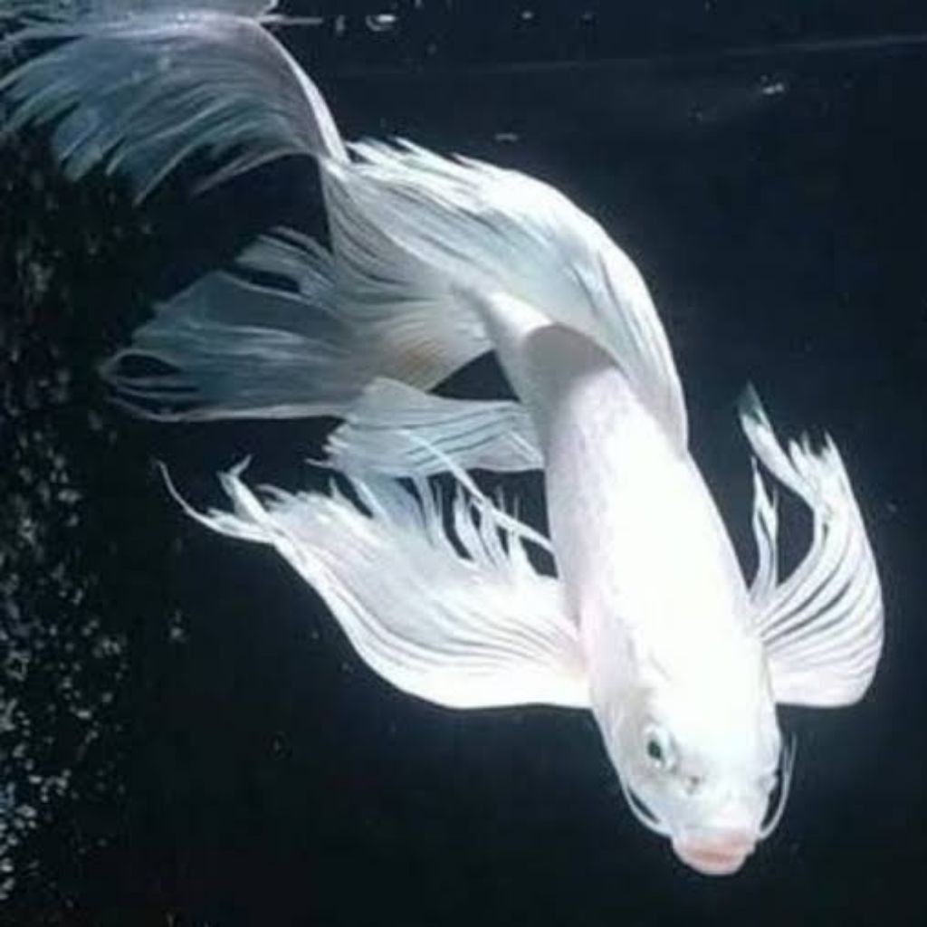 KOI SLAYER JUMBO 3 EKOR