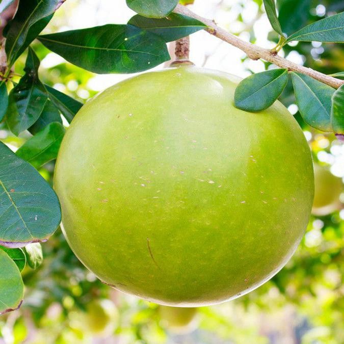 

daun buah berenuk - daun maja - daun Majapahit non pestisida