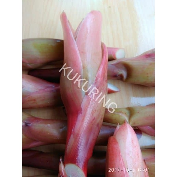 

BUNGA KECOMBRANG HONJE ROMBEH KECOMRANG FRESH SEGAR