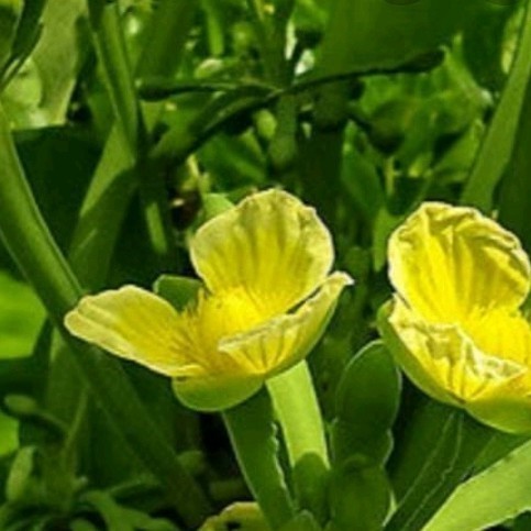 

Ready stok New jual bibit genjer konsumsi siap tanam,per 1 tanaman