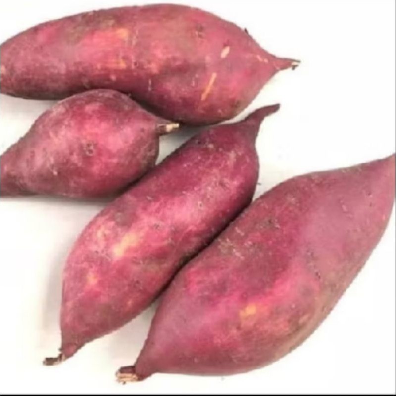 

ubi jepang fresh 1gt