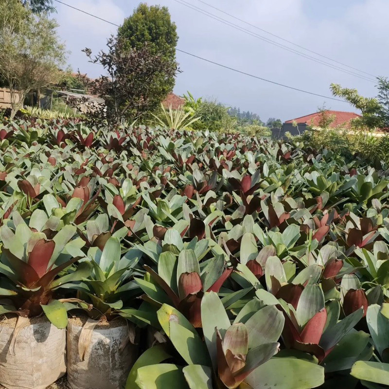 ( TERMURAH) Tanaman Hias Bromelia Giant Bromelia Besar Jumbo - Bunga Bromelia Giant