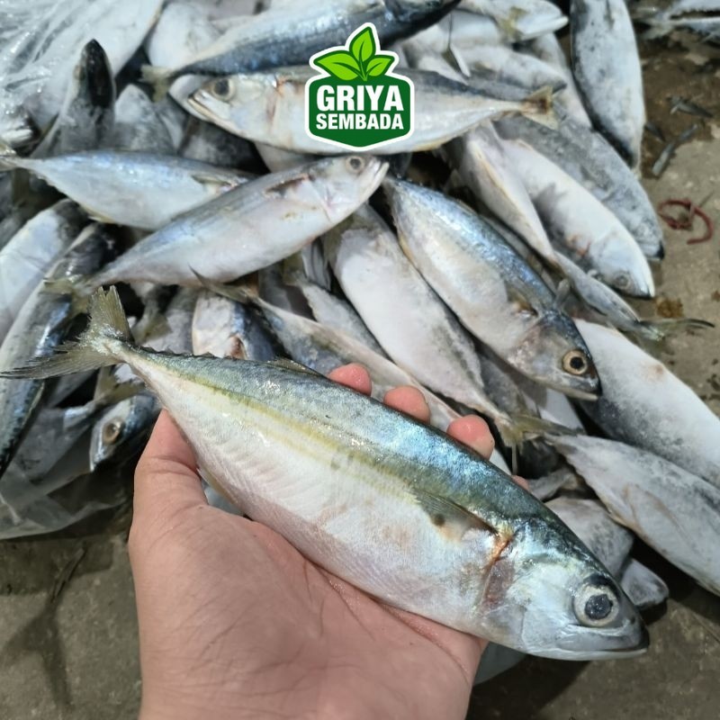 

Ikan Kembung Banjar Dus Griya Sembada
