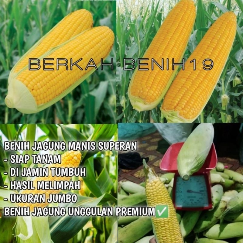 TERLARIS 5000++ BENIH JAGUNG MANIS JUMBO SUPERAN BIBIT UNGGULAN PETANI