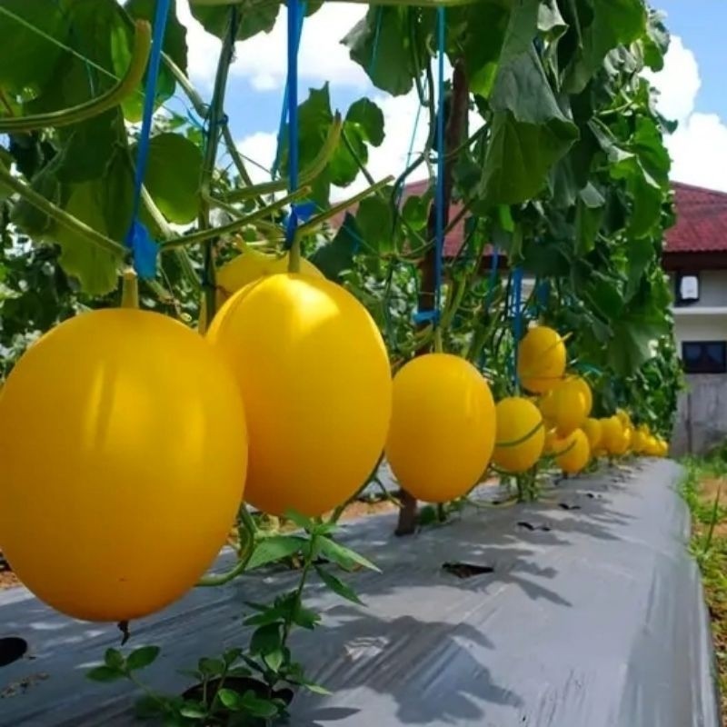 150+ BENIH MELON KINANTI SUPERAN BIBIT UNGGUL READY