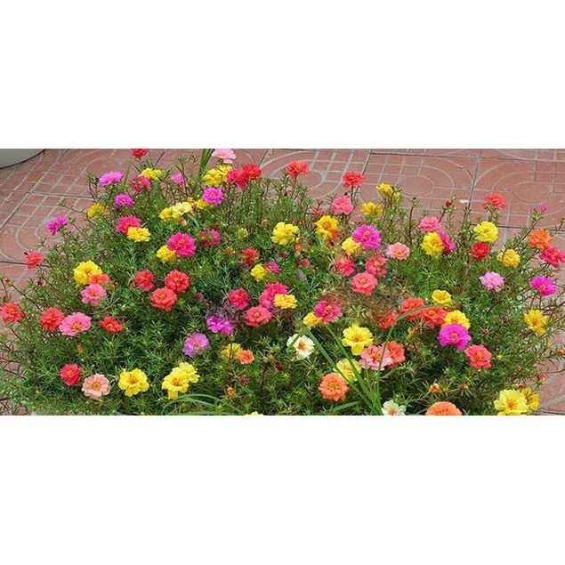 100 Biji Benih Bunga Krokot Moss Rose Mixed Portulaca seeds biji