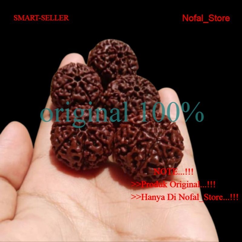 Jenitri Rudraksha Besar Jumbo Bagus Baru