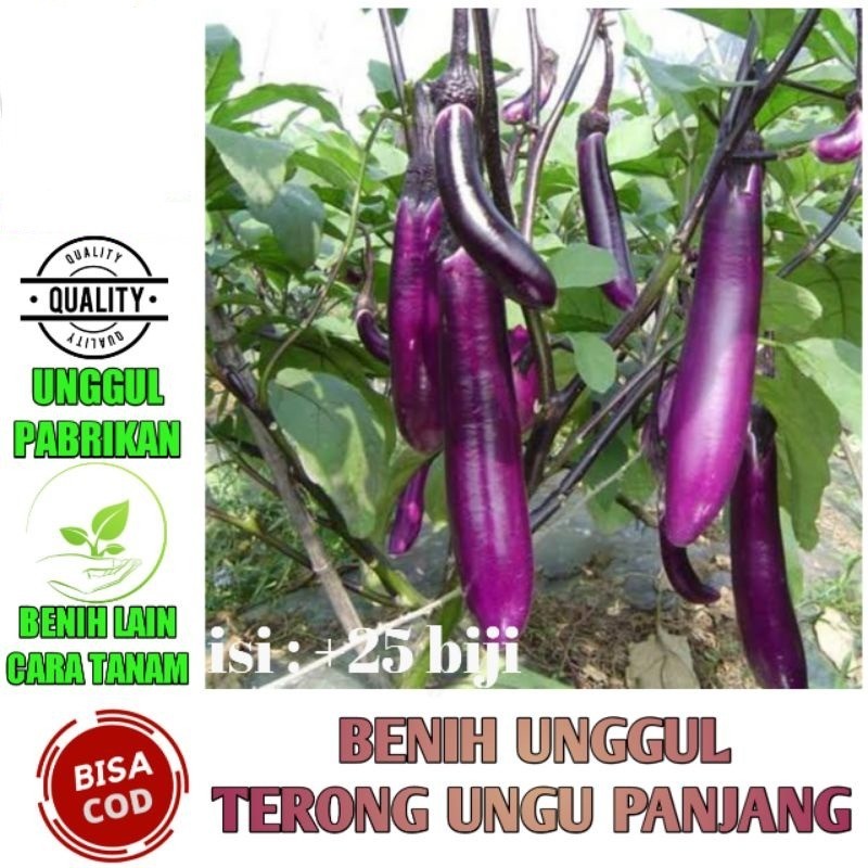 Benih Sayuran Terong Ungu Unggul Terong Ungu Panjang Terung Ungu Lalap