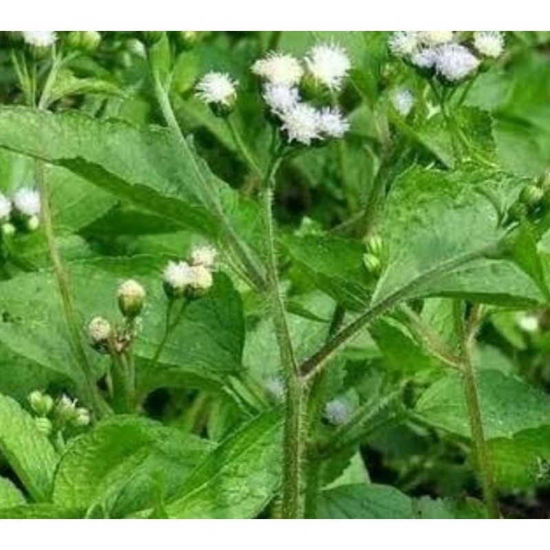 

daun babadotan segar bandotan segar fresh,500grm