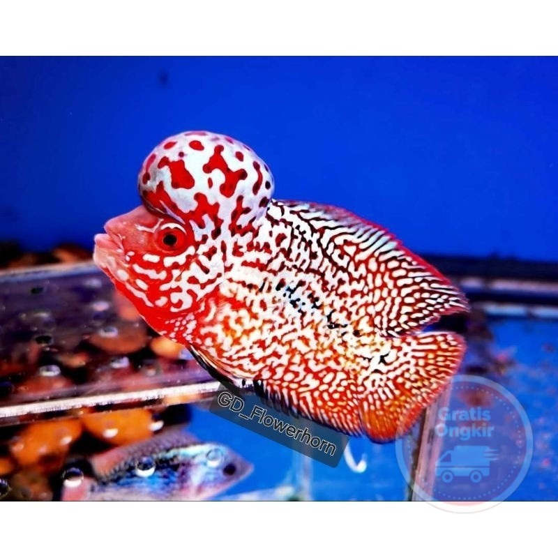 single Burayak Louhan Kamfa F2Vip Thailand