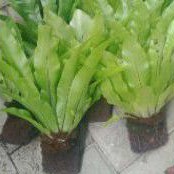 KADAKA +PAPAN PAKIS tanaman hias kadaka hutan