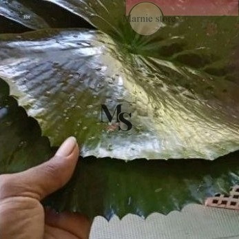 

daun teratai segar per 1 lembar bahan bungkus makanan