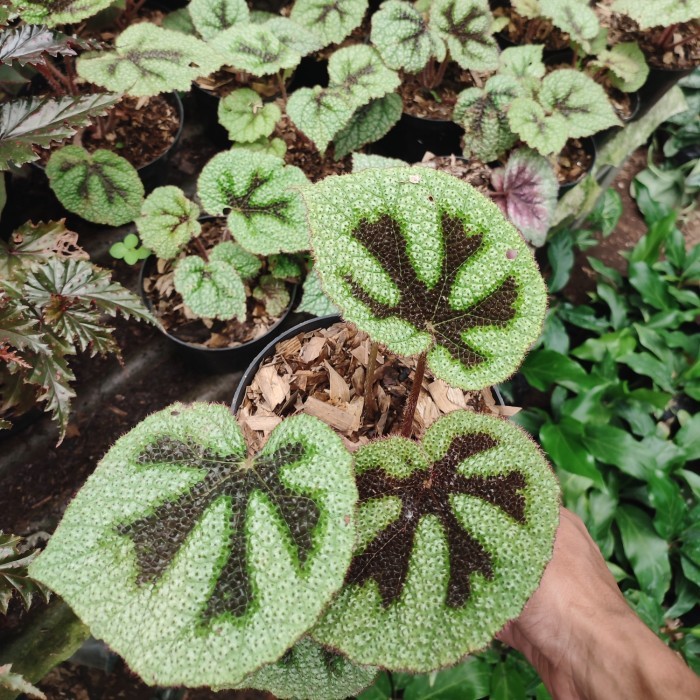 tanaman hias begonia iron cross - begonia tapak macan