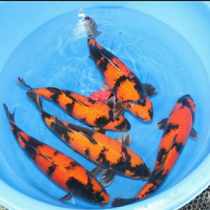 

koi utsuri grade A ukuran 25-30cm