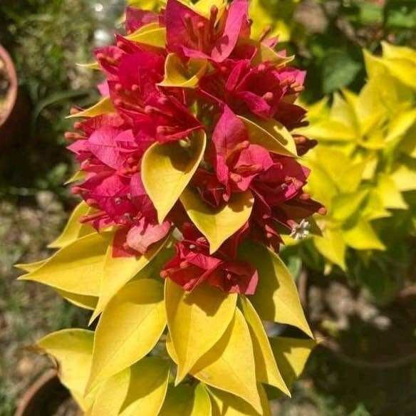 Tanaman Hias Bougenville Moonlight Jewel Ori Bougenville import terbaru