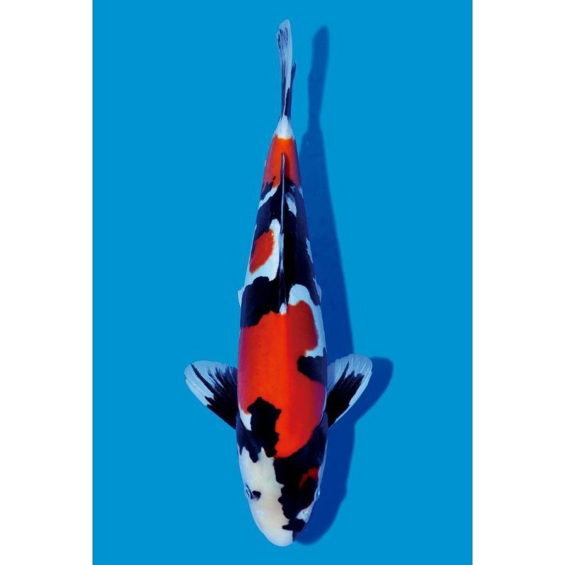 

KOI SHOWA BERKUALITAS UKURAN 20-25CM