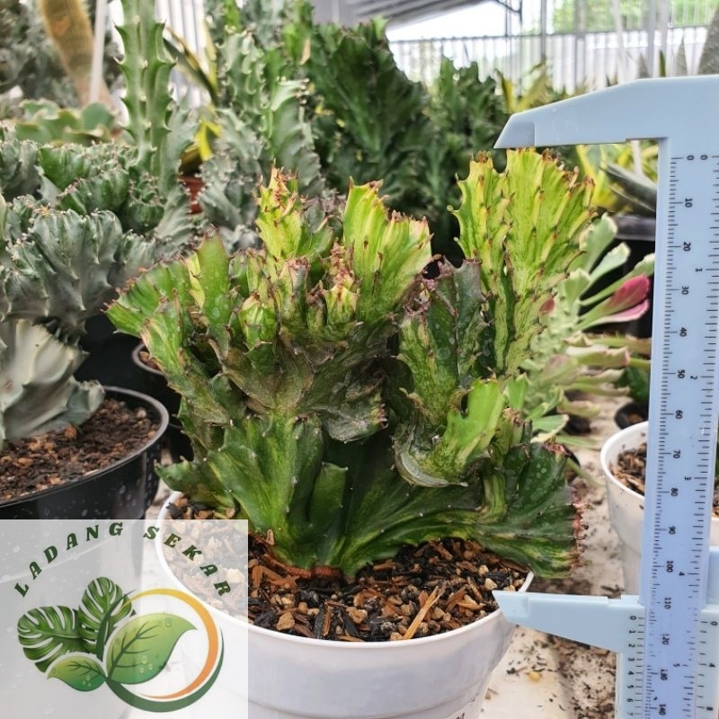 Tanaman Kaktus Karang Merah Varigata Euphorbia Red Lactea Cristata Variegata eforbia kristata var