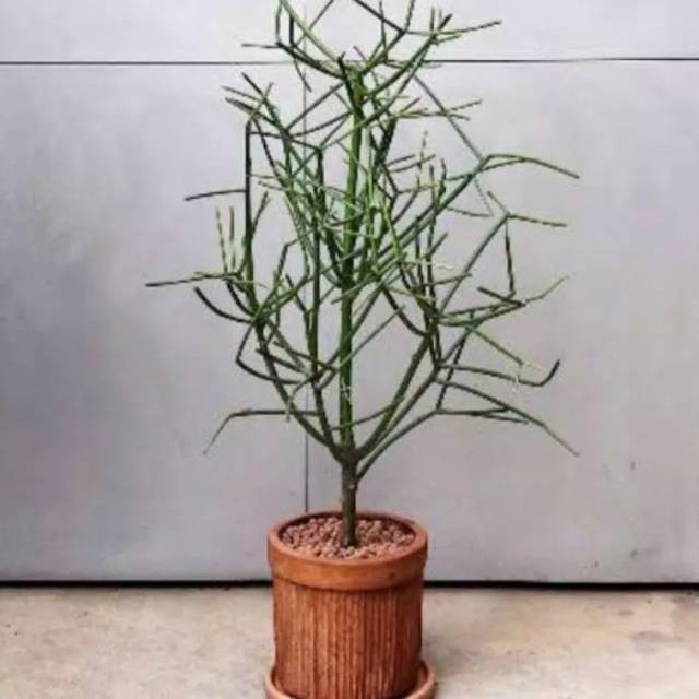 tanaman hias patah tulang - tanaman herbal patah tulang
