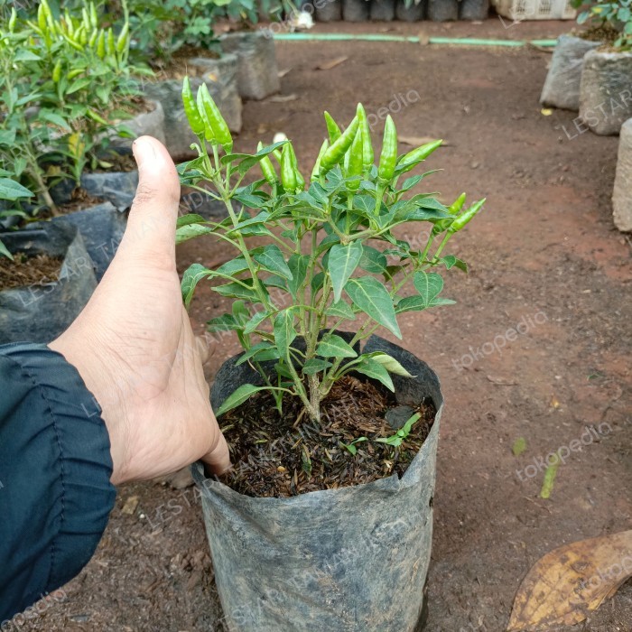 (TERLARIS) tanaman cabe rawit hijau pohon cabe rawit hijau