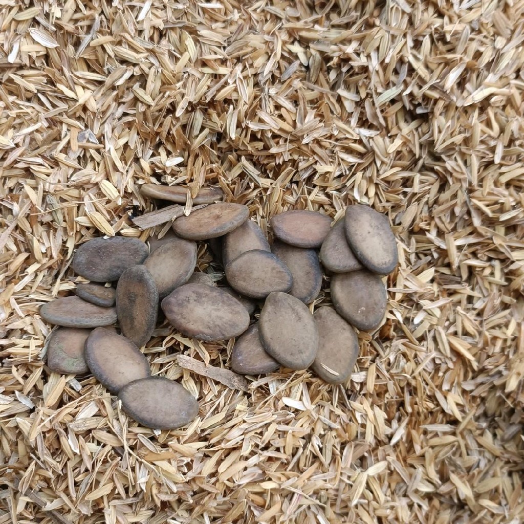 BENIH BIJI PAKIS SOLOBIUM / PAKIS BRAZIL