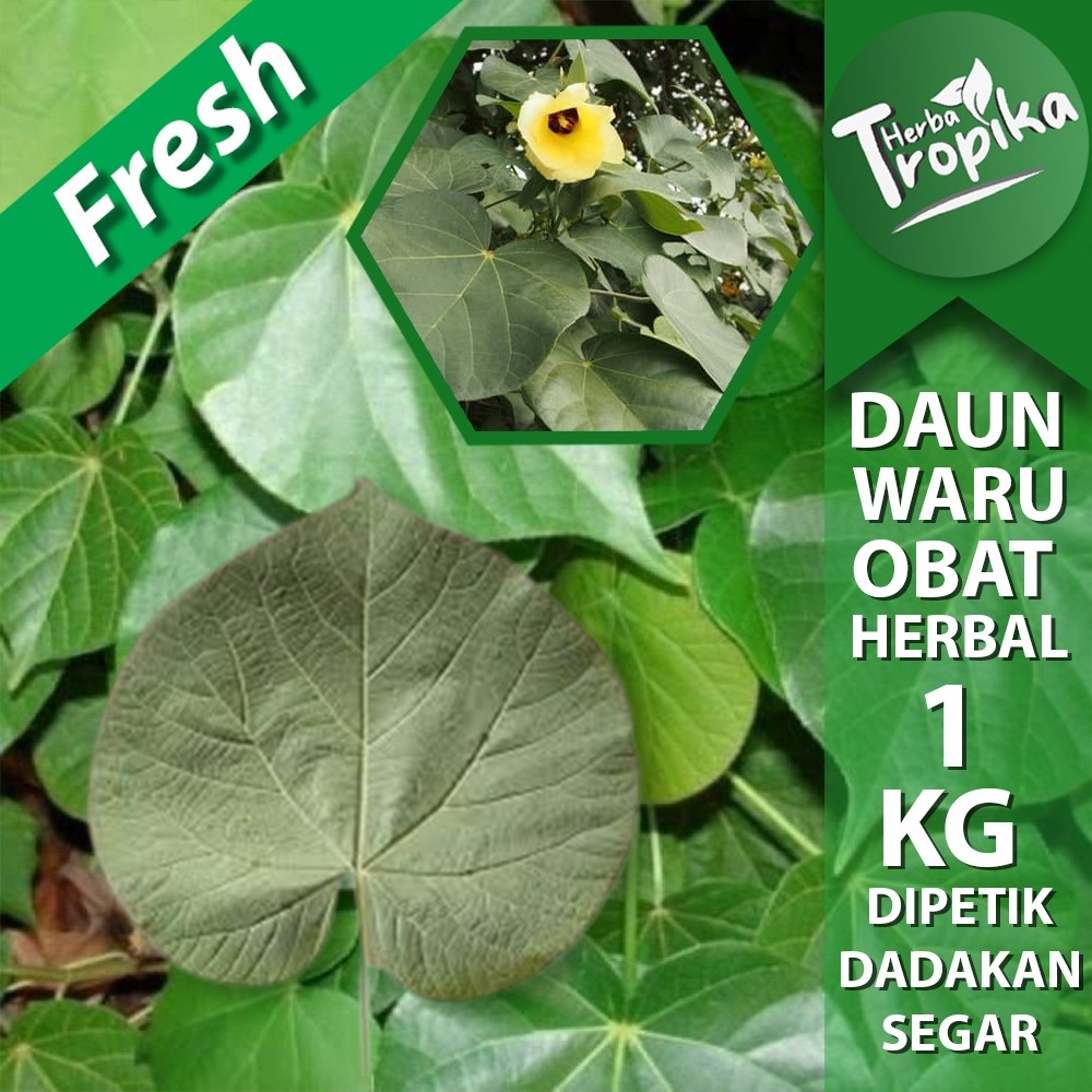 

Daun Waru (Hibiscus tiliaceus) Segar 1 kg herbal alami toko herba tropika