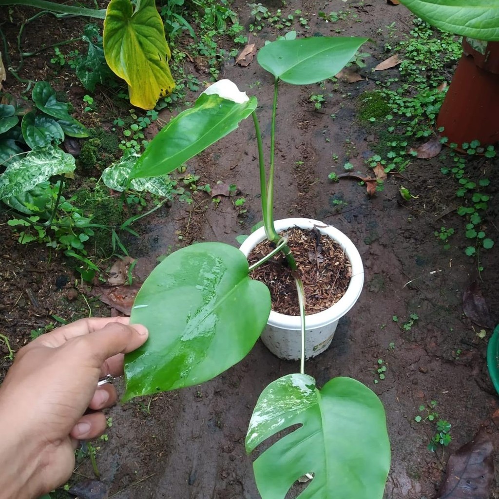 Tanaman hias monstera varigata - monstera varigata - tanaman koleksi