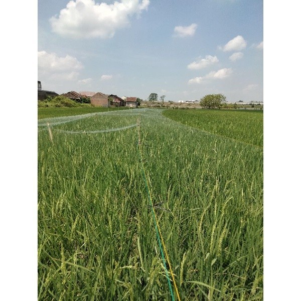 Jaring Burung Sawah Panjang 100yds Jaring Burung Pipit Jaring Burung Emprit Jaring Padi Jaring Penga