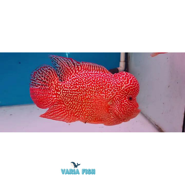 beli3bonus1 Burayak Louhan GB Cencu red