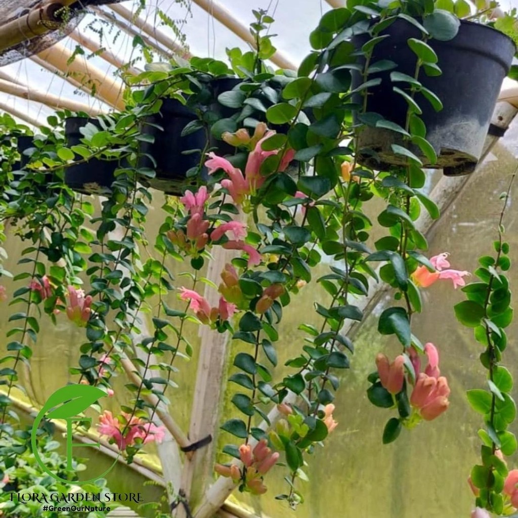 Tanaman Hias Lipstik Gantung Bunga Pink / Tanaman gantung / Lipstik Gantung Pink Langka
