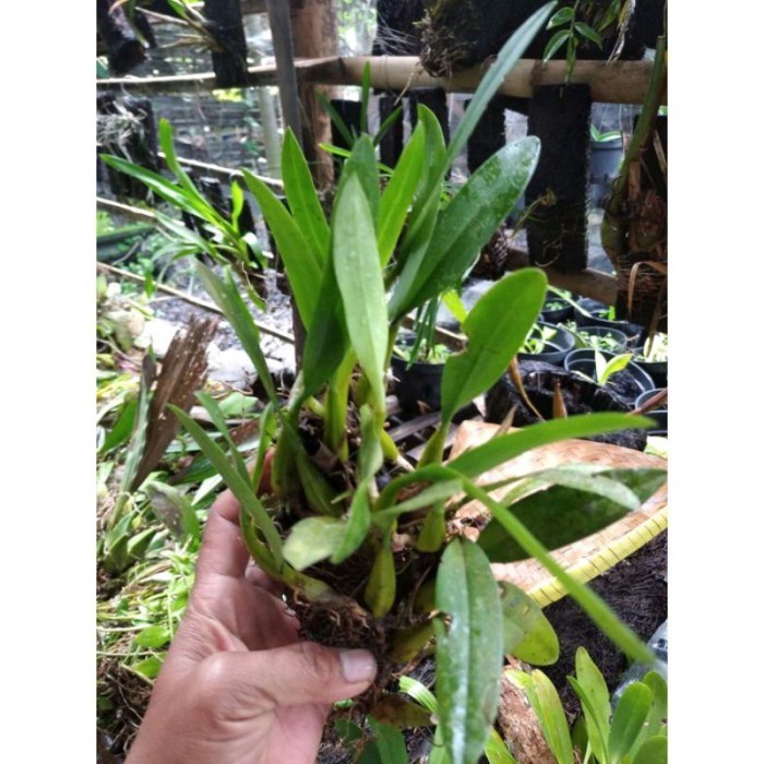 

silahkan Promo Anggrek bulbophyllum laxiflorum .