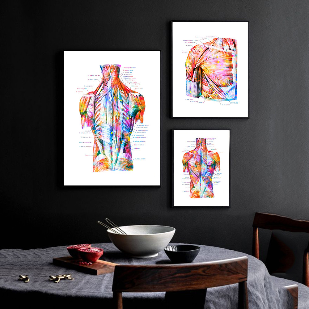 

Torso Muscles Anatomy Poster Watercolor Print Medical Art Back Structure Anatomy Medical and Scientific Canvas Painting Poster