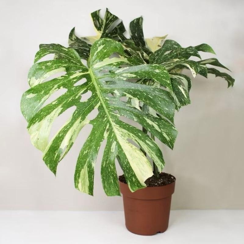 Bibit bonggol monstera Thailand (monthai variegata)