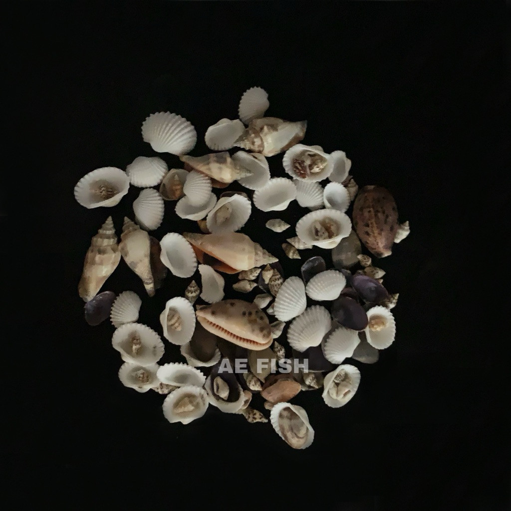 Hiasan kerang Kolam aquascape kerang mix hiasan akuarium