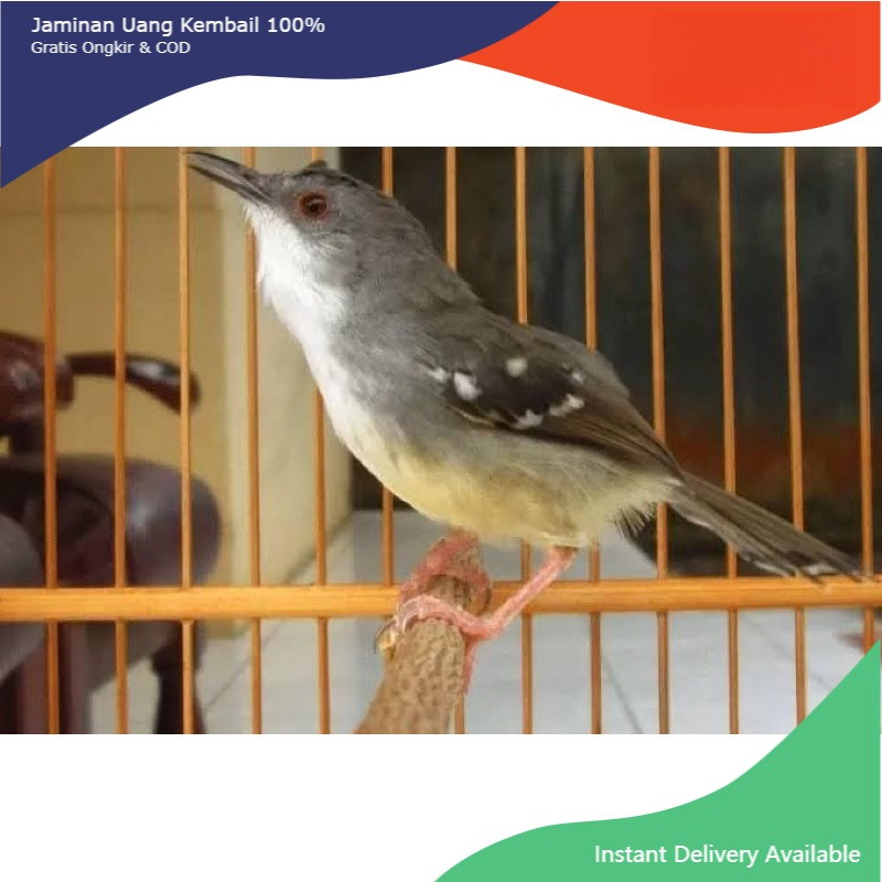 burung Ciblek semi cisem pilihan gemuk sehat