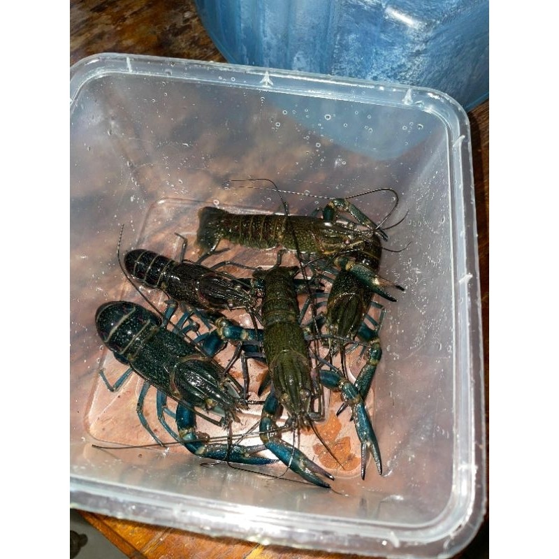 Lobster Tawar Hidup Konsumsi 3-4 inch Untuk Resto/Catering/Konsumsi